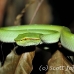 viper_green_tangkoko_h_0058_sul1231.jpg